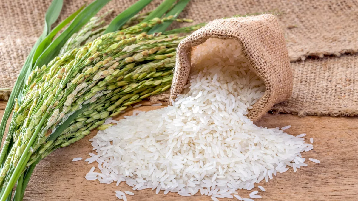 Côte d&rsquo;Ivoire : Renforcement de la production de riz avec un partenariat de 100 Milliards Fcfa