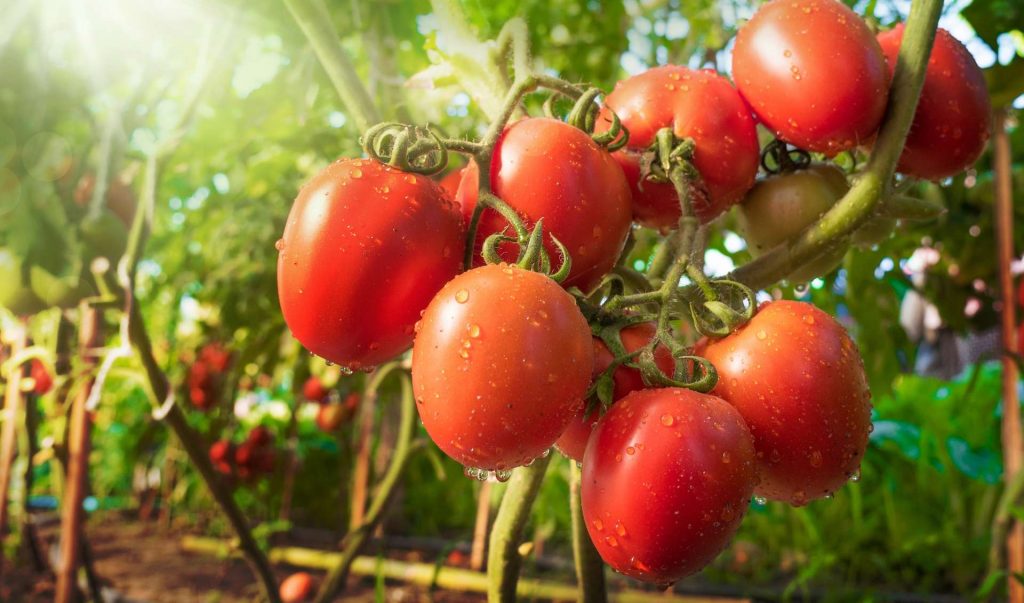RDC : L&rsquo;urbanisation galopante de Kinshasa stimule l&rsquo;agriculture maraîchère