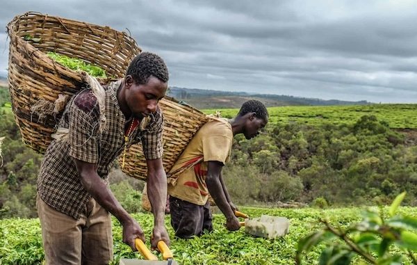 PME agroalimentaires